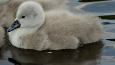 Schwanenküken (2).jpg